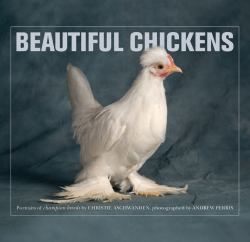 Beautiful Chickens