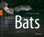 Bats : In a World of Echoes