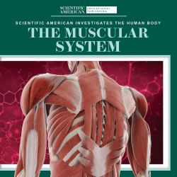 The Muscular System