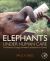 Elephants under Human Care : The Behaviour, Ecology, and Welfare of Elephants in Captivity