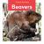 Beavers