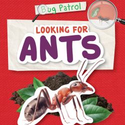 Looking for Ants