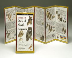 Sibleys Owls of North America