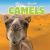 Camels