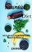 Plant Paradox Diet : Healthy and Easy Lectin Free Recipes to Know about Plant Paradox Diet