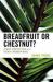 Breadfruit or Chestnut? : Gender Construction in the French Caribbean Novel