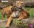 Tigers and Their Cubs : A 4D Book