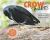 Crow Smarts : Inside the Brain of the World's Brightest Bird