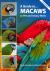 A Guide to Macaws As Pet and Aviary Birds : Revised Edition