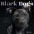 Black Dogs : Stories of Love and Friendship