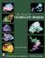 The World of Fluorescent Minerals