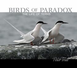 Birds of Paradox : The Life of Terns