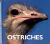 Ostriches