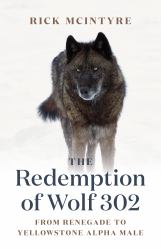 The Redemption of Wolf 302 : From Renegade to Yellowstone Alpha Male