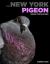 The New York Pigeon : Behind the Feathers