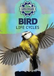 Bird Life Cycles