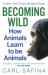 Becoming Wild : How Animals Learn to Be Animals