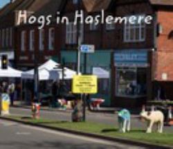 Hogs in Haslemere