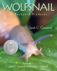 Wolfsnail : A Backyard Predator