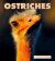 Ostriches