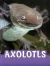 Axolotls