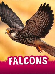 Falcons