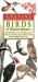 Pocket Guide Birds of North America