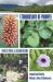 Ethnobotany of Pohnpei : Plants, People, and Island Culture