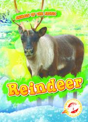 Reindeer