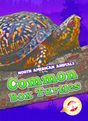 Common Box Turtles