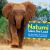 Natumi Takes the Lead : The True Story of an Orphan Elephant Who Finds Family