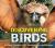 Discovering Birds : The Ultimate Handbook to the Birds of the World