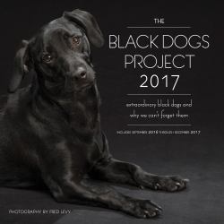 Black Dog Project 2017 : 16-Month Calendar September 2016 Through December 2017