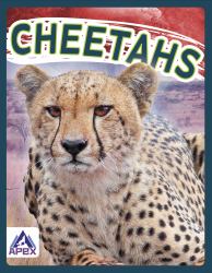 Cheetahs