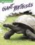 Giant Tortoises