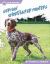 German Shorthaired Pointers