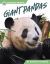 Giant Pandas