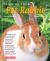 Training Your Pet Rabbit