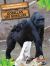 Gorillas (les Gorilles) Bilingual Eng/Fre