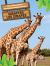 Les Girafes (Giraffes) Bilingual Eng/Fre