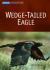 Wedge-tailed Eagle