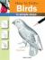 How to Draw Birds