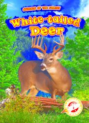 White-Tailed Deer