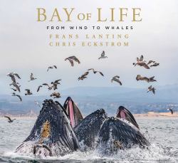 Bay of Life : From Wind to Whales