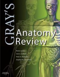 Gray's Anatomy Review