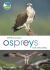 RSPB Spotlight Ospreys