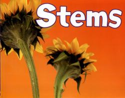 Stems