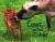 Cows and Their Calves : A 4D Book