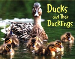 Ducks and Their Ducklings : A 4D Book