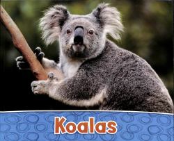 Koalas